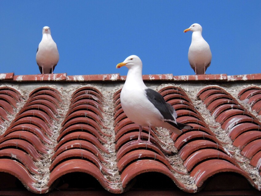 Anacapa Island: Seagulls