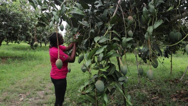 Critics say not enough U.S. aid is reaching African farmers