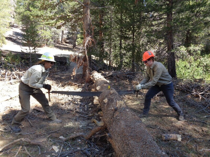 Two women stand on either side of a fallen tree trunk, each holding one end of a long saw. One woman pushes while the other pulls.