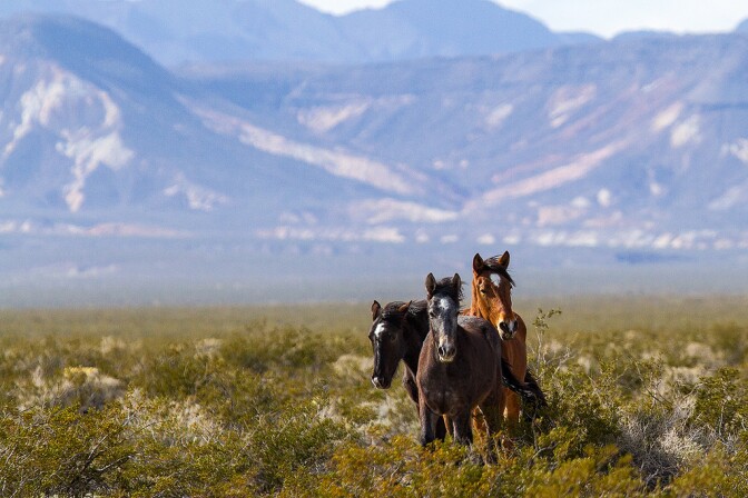 natives-horses-8-8-16.jpg