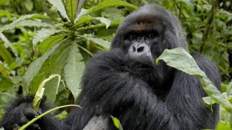 "The Gorilla King" - Preview
