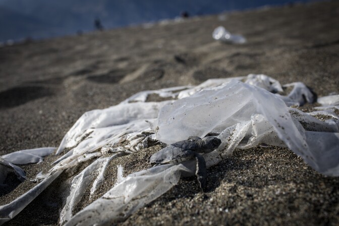 A newly hatched green sea turtle struggles to climb over a a plastic bag on its way to the sea. Samandag Beach in Hatay, Turkiye.