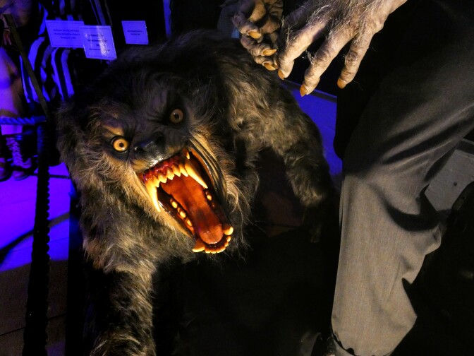 A sculpture replica about the wolf from "American Werewolf in London" depicts a snarling wolf, mouth wide open. Its yellowing teeth are sharp and prominent with a bright red tongue and gums. Its eyes are yellow and menacing. The wolf's fur, though fake, is realistic and mangy.