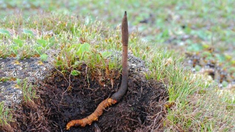 The World's Most Expensive Fungus