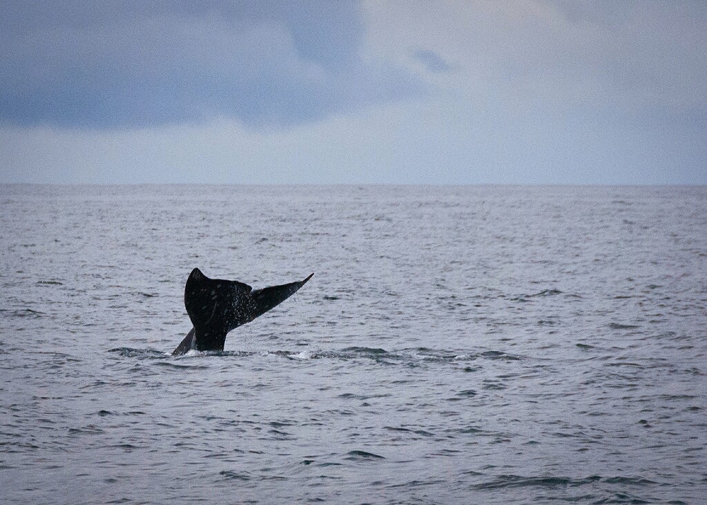 whale-fukushima-3-7-16.jpg