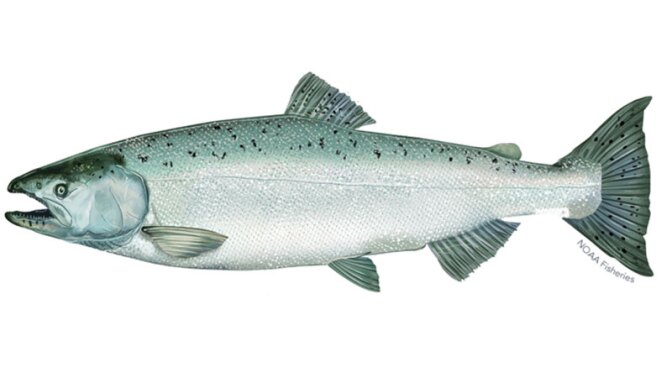 winter-runchinooksalmon.jpg