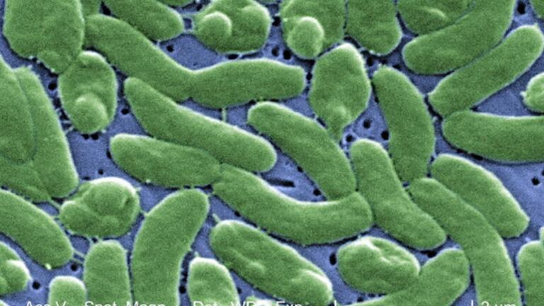 A flesh-eating bacteria is plaguing warm coastal waters