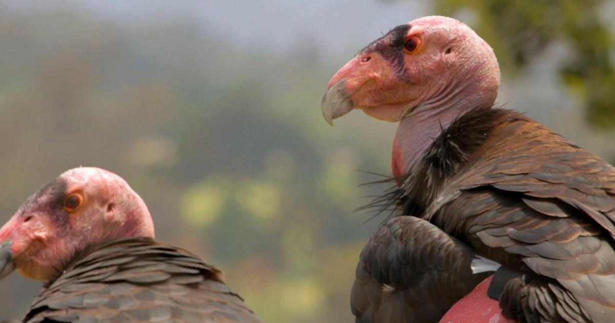 Watch The Deceptive Recovery of the California Condor | PBS SoCal