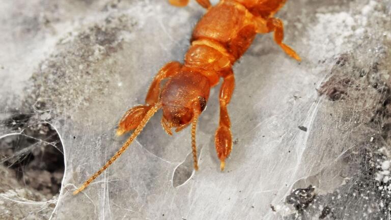 The Curious Webspinner Insect Knits a Cozy Home