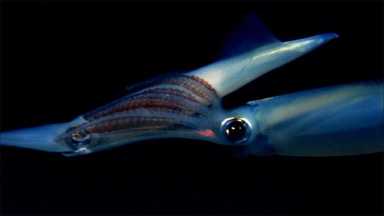 The Incredible Mating Ritual of Opalescent Squid