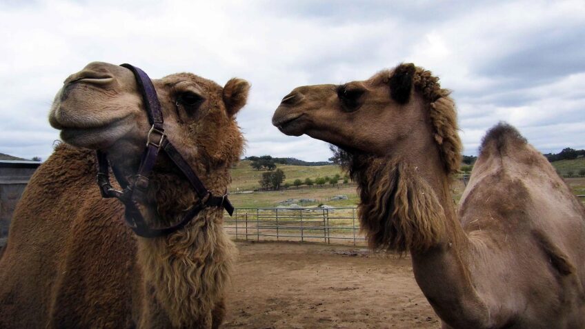 camel dairy