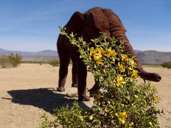 Creosote Bushes, Galleta Meadows