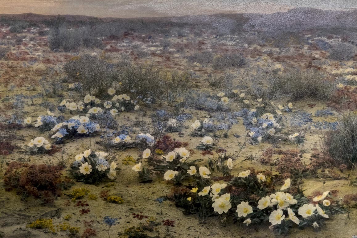 Hand-colored photo by botanist Mary Beal