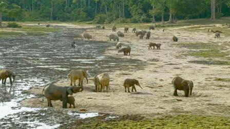 Village of the Elephants