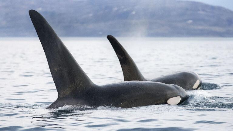 Invasion of the Killer Whales | Preview