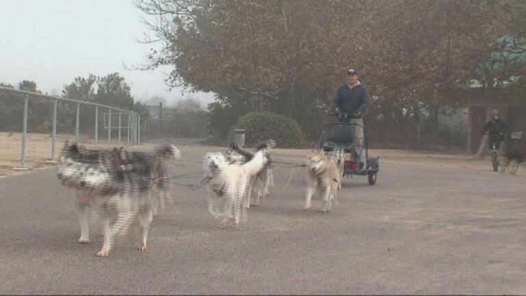 Urban Mushing