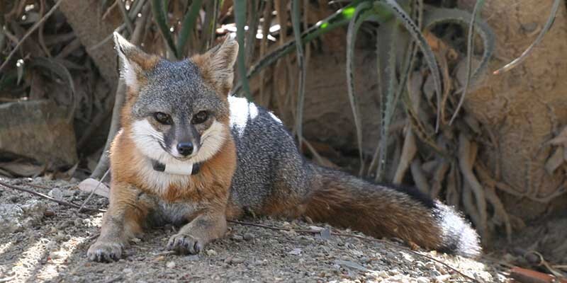 island-fox-7-16-16.jpg