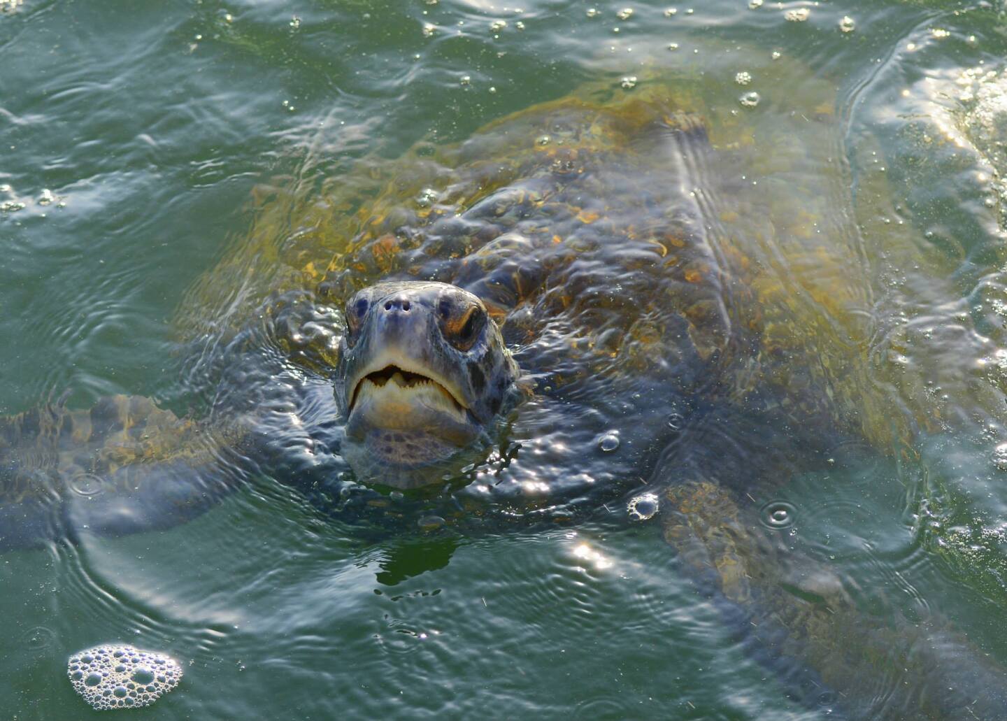 green-sea-_turtle-eric-austin-yee.jpg