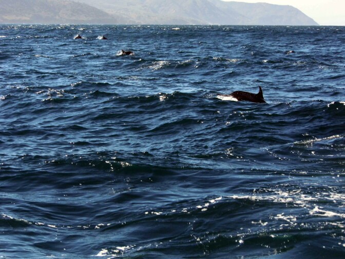 Dolphins (1)