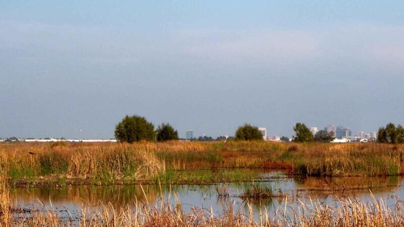Standing water in the Yolo Bypass, with downtown Sacramento in the distance. | Photo: Tiffany Heitz, USFWS