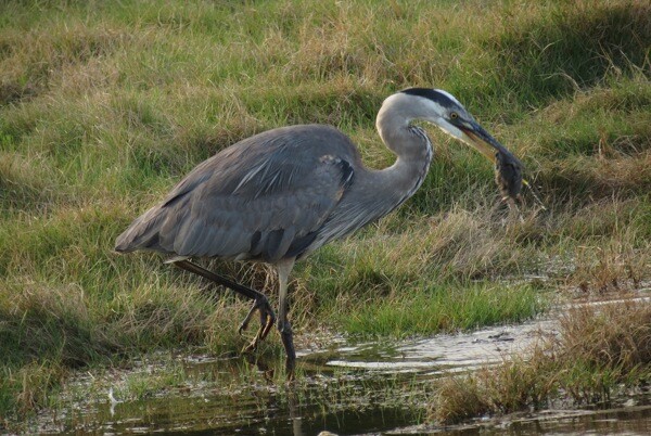 A great blue heron with a captured vole at Malibu Lagoon in 2012, before restoration work began.
