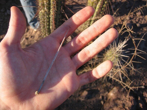 What Happens If You Touch A Cactus: Prickly Consequences 3 What Happens If You Touch A Cactus: Prickly Consequences