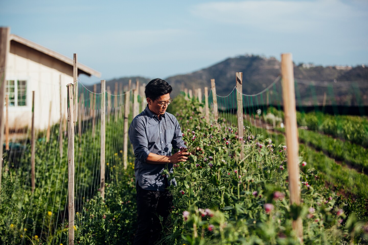 Aaron Choi, owner of Girl and Dug Farm, tends to a crop in a large field.