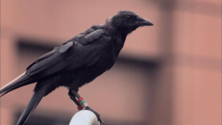 Education | As the Crow Flies
