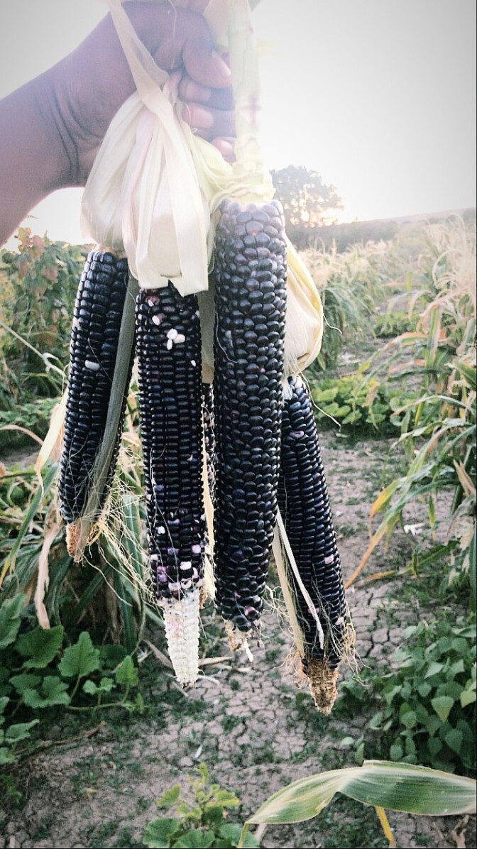 Fresh blue corn held in the field.
