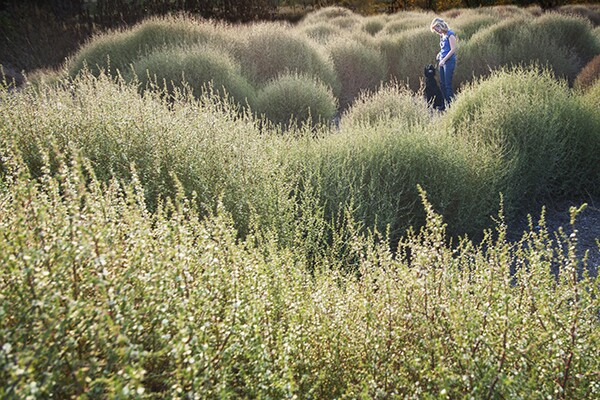 Susan Straight and her dog walks among tumbleweeds along the Santa Ana River in Riverside, CA. | Photo: Douglas McCulloh