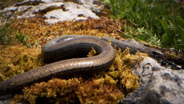 The Slow Worm Is Not a Worm