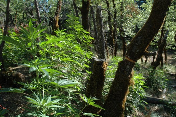 Trees in Six Rivers National Forest were killed to allow sunlight to bath marijuana plants growing below the canopy | Photo courtesy of the U.S. Forest Service