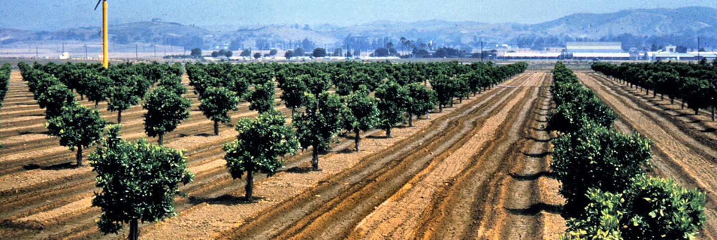 Placentia citrus grove (cropped for header)