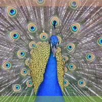 A male peacock shows off its colorful feathers.