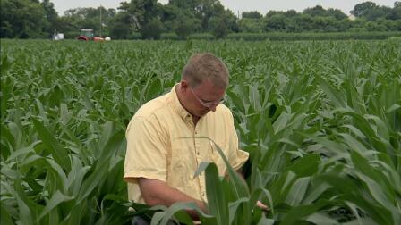 Virginia Hula Farm Record Corn Harvests