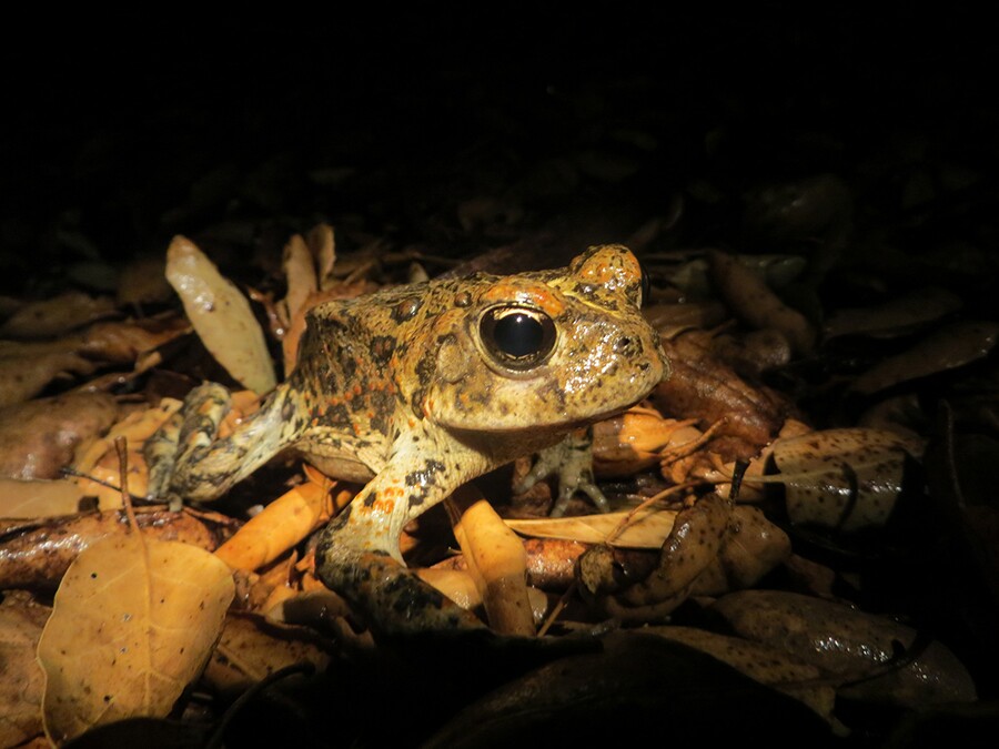 toad_night_solo.jpg