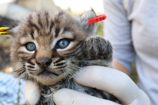 b327-bobcat-kitten-4-21-15-thumb-630x420-91478
