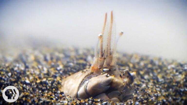 For Pacific Mole Crabs It's Dig or Die