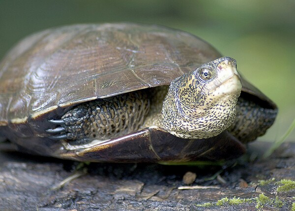 western-pond-turtle-1-7-14-thumb-600x428-66545