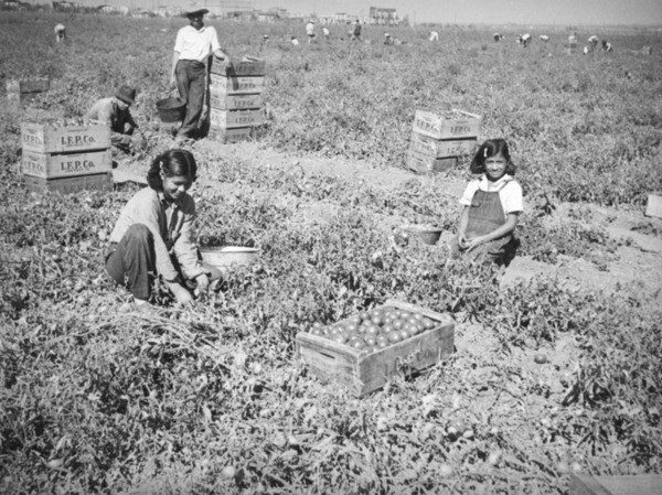 Family picking tomatoes in the San Fernando Valley, ca. 1937 | Herman J. Schultheis Collection, Los Angeles Public Library