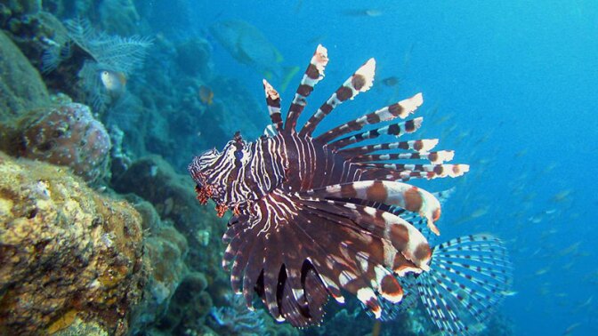 A lionfish where it belongs: in Bali. | Photo: Chika Watanabe, some rights reserved