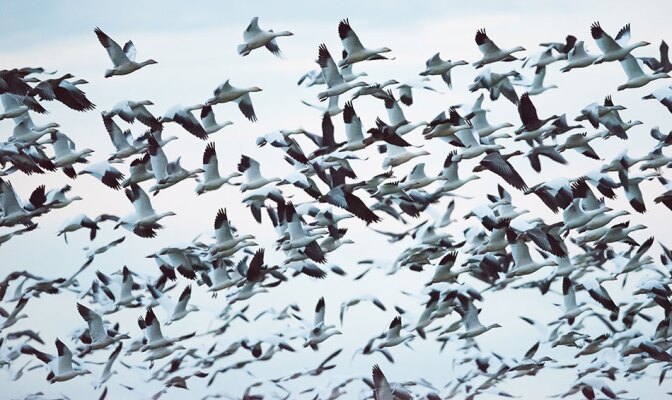 Birds in Flight