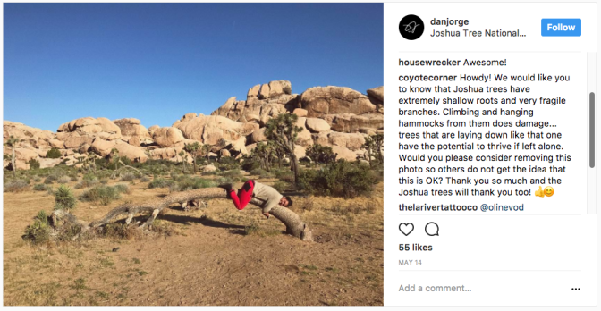 Another person weighting down a Joshua tree