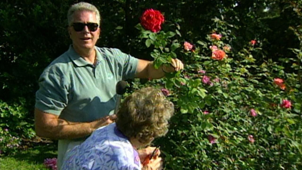 the rose lady