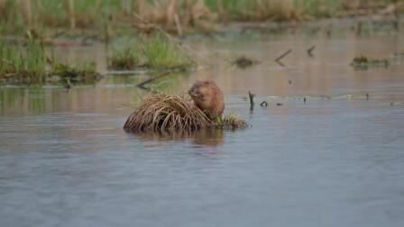 Wetland Buffet