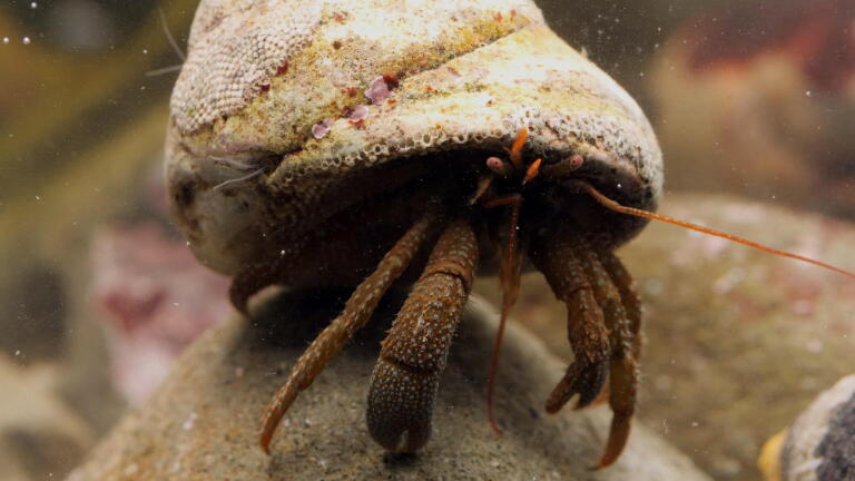 Build, Borrow, or Steal: 4 of Nature’s Weirdest Homeowners