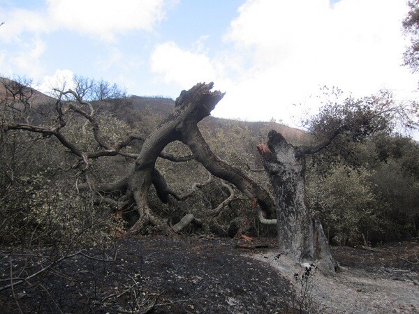 A collapsed live oak seen after the Springs Fire in the Santa Monica Mountains. | Photo: Courtesy National Park Service