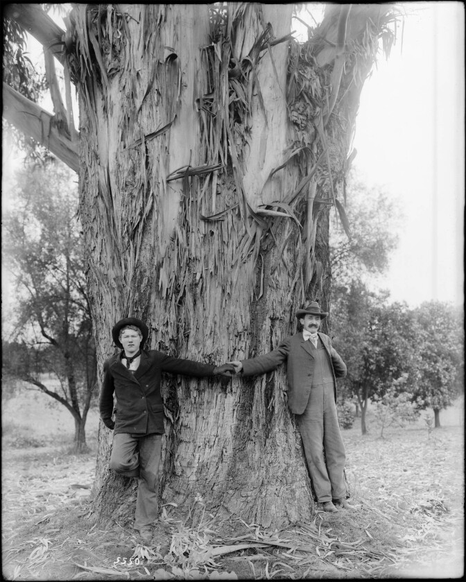 Two men demonstrate the girth of a 25-year-old eucalytpus tree on the L. J. Rose ranch in Rosemead, circa 1900. Courtesy of the Title Insurance and Trust / C.C. Pierce Photography Collection, USC Libraries.