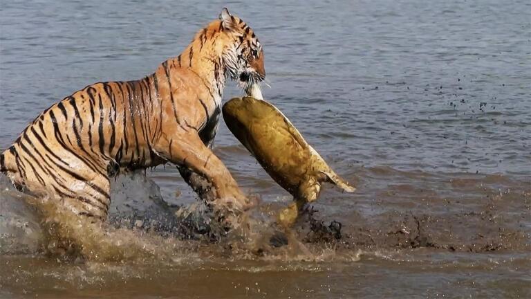 Why This Tiger Hunts Turtles… And Crocodiles