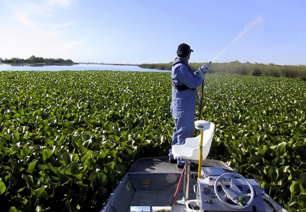 spraying-water-hyacinth-8-8-14-thumb-600x416-78890